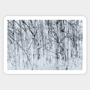 Black and White Aspen Forest Abstract Sticker